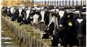 Lần đầu trên thế giới, bò sữa mắc cúm gia cầm H5N1