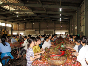 Công nhân TNHH thực phẩm xuất khẩu Sơn Tây số đông là lao động phổ thông, không được trang bị bảo hộ lao động nên sản phẩm kém sức cạnh tranh.