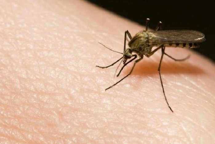 Khi một con muỗi cái đốt bạn, nó tiêm nước bọt phía dưới da của bạn.