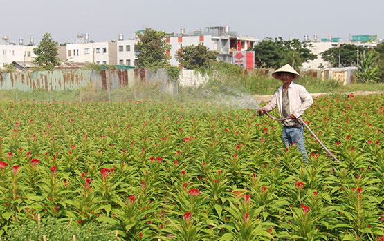 Làng hoa xưa nay lại sắc hương