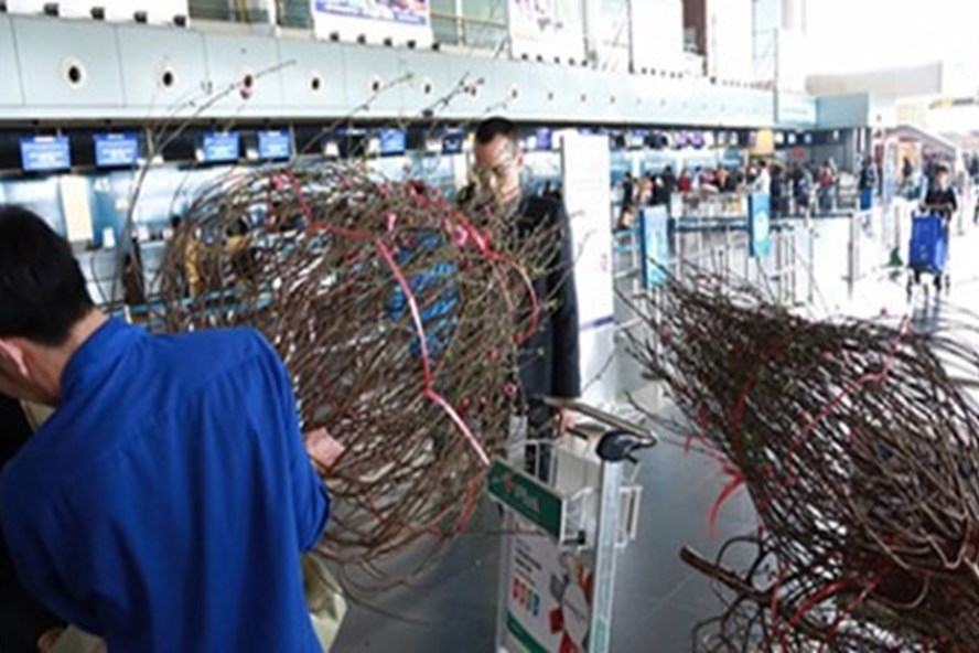 Các hãng hàng không nhận vận chuyển hoa Tết