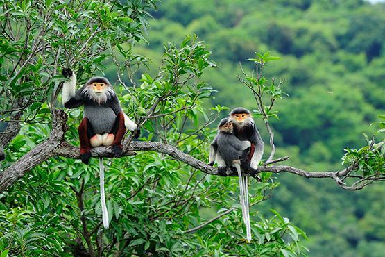 Bảo tồn loài chà vá chân nâu