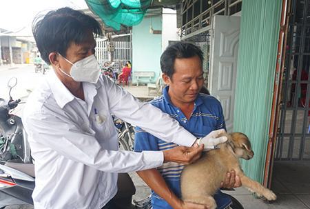 Tiêm vắc-xin cho gia cầm, chó mèo thấp: Người dân “lãnh hậu quả”