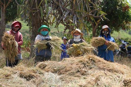 TÂY NGUYÊN: Hàng trăm hécta lúa bị hạn, chính quyền lập phương án hỗ trợ dân