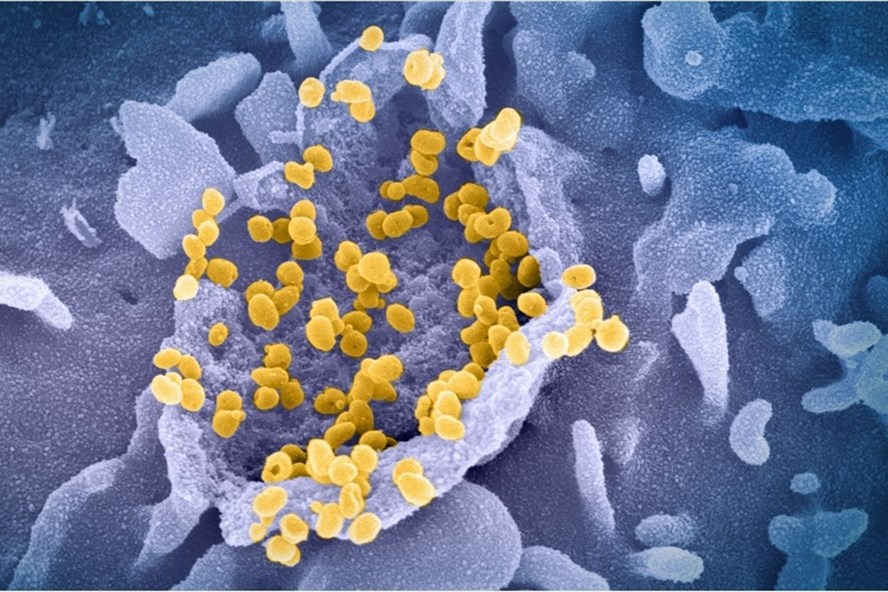 WHO nghiên cứu đột biến có thể nguy hiểm hơn biến thể Delta