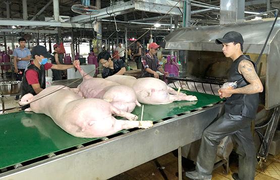 TP.HCM: Không để heo bệnh lọt vào thành phố