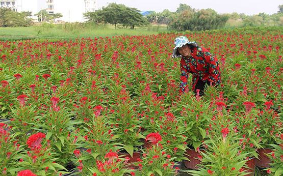 Sẵn sàng chợ hoa Tết Nguyên đán 2020