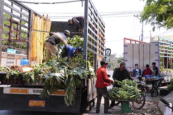 Nông dân tìm hướng xuất khẩu chuối giữa mùa dịch