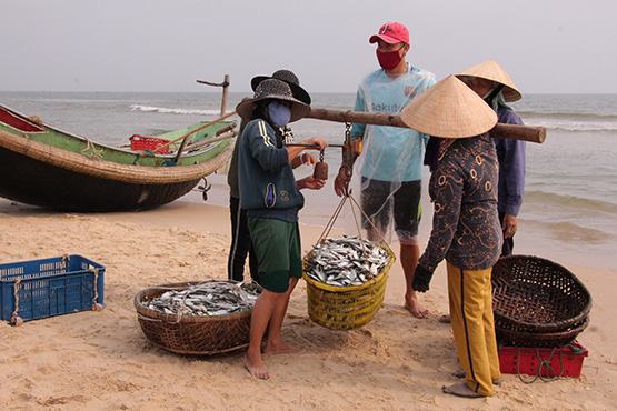 Ngư dân bãi ngang được mùa cá trích