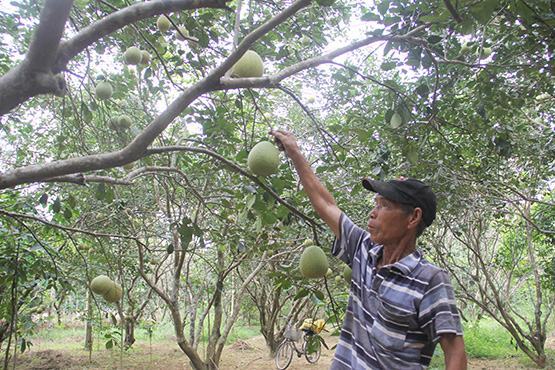 Sống khỏe nhờ thanh trà