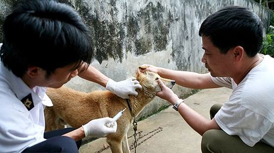 Phòng ngừa bệnh dại mùa nóng