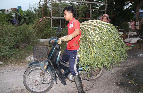 Nghề rau nuôi con chữ