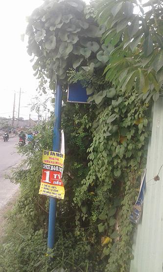 Trạm buýt núp lùm “làm khó” hành khách!