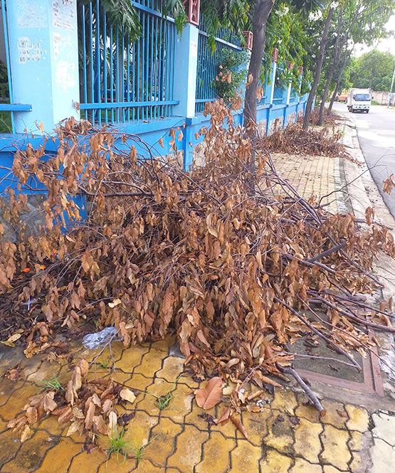Cắt tỉa cây xong, bỏ lại “hiện trường” bừa bãi