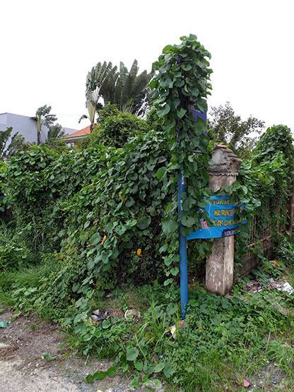 Dây leo trùm kín cột trạm buýt