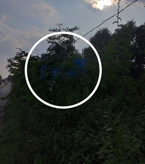 Bảng tuyên truyền an toàn giao thông bị cây che lấp