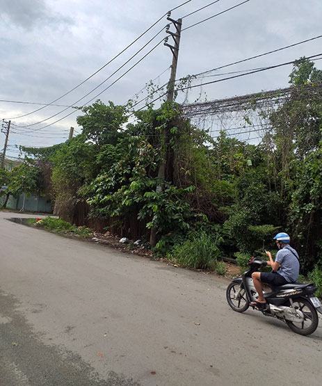 Nguy hiểm dây leo trùm đường dây tải điện