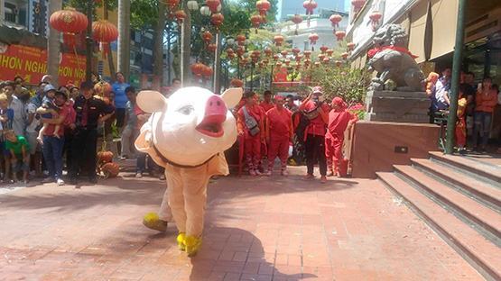 Đầu năm Hợi, xem… múa heo