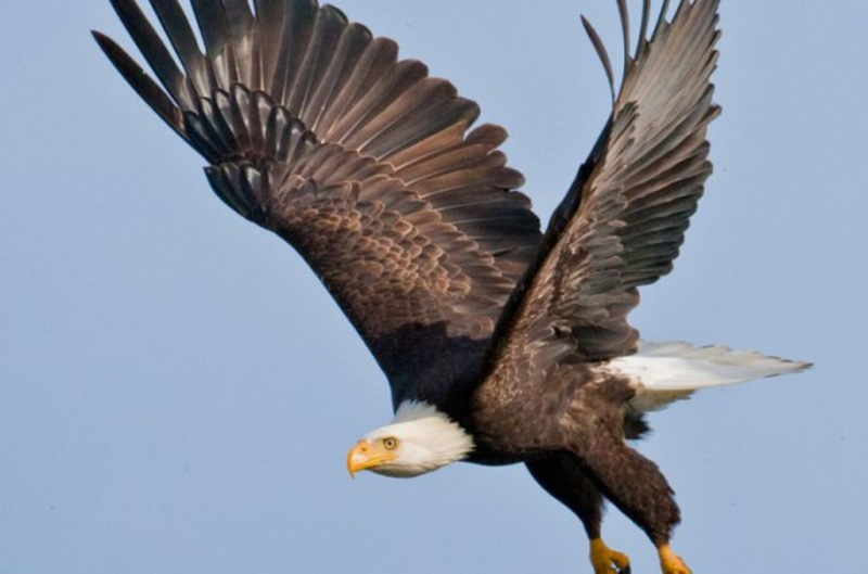 150 đại bàng thiệt mạng vì quạt điện gió, công ty phải trả 35 triệu USD  - ảnh 1