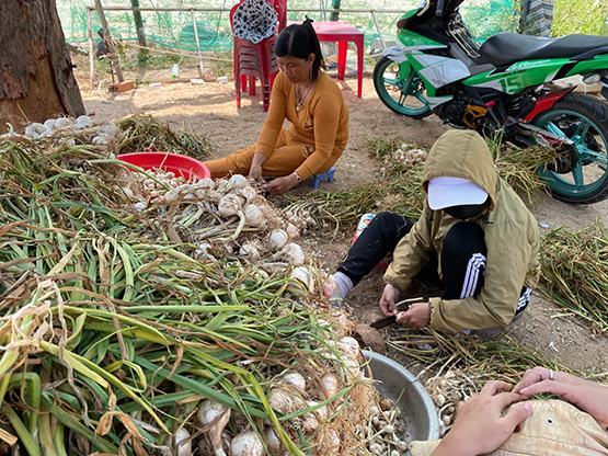 Về Lý Sơn mùa tỏi