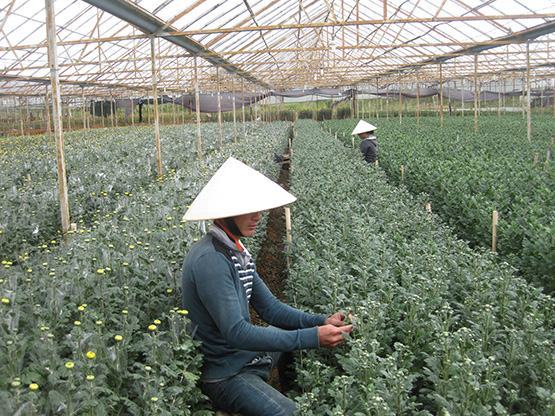 Đà Lạt: Hơn 1.500ha hoa phục vụ Tết Nguyên đán 2019