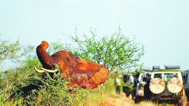 180 quốc gia tìm tiếng nói chung cho việc bảo vệ động, thực vật hoang dã