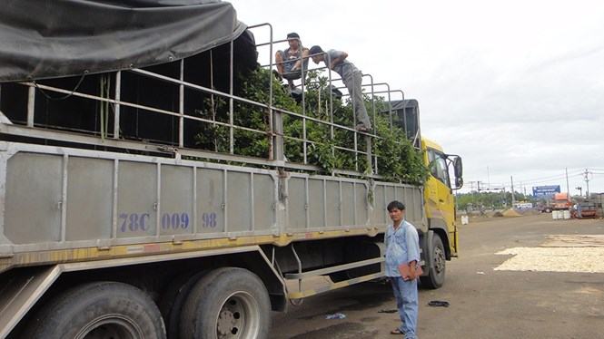 Tài xế trình báo 19 cây mai bị mất khi tài xế đang giăng võng ngủ dưới gầm xe /// Ảnh: Trung Nguyên