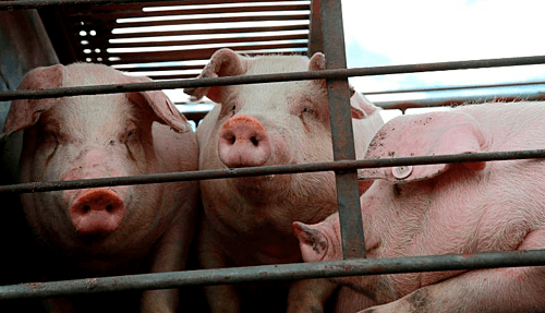 Trung Quốc tính xả kho thịt heo