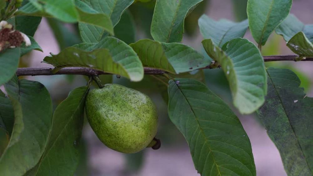 Chiết xuất từ lá ổi có tác dụng chống ung thư