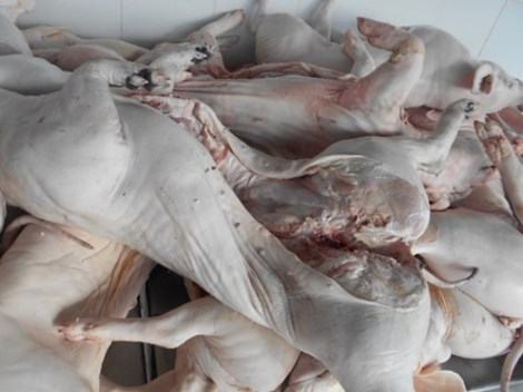 Hơn 400kg thịt heo sữa thối trên đường vào thành phố