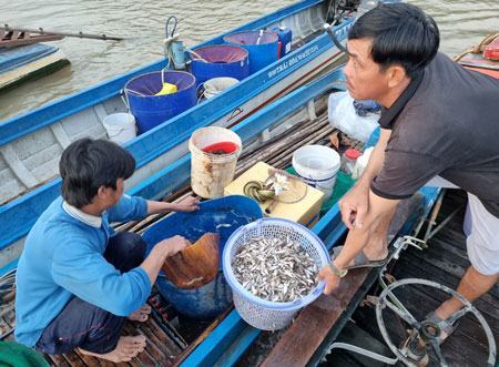 Khó tìm đặc sản cá linh non