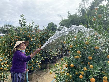 Nụ cười của nông dân thủ phủ trồng quất cảnh