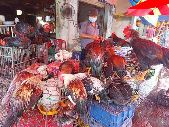 Thị trường sau Tết: Nguồn cung dồi dào, giá cả ổn định