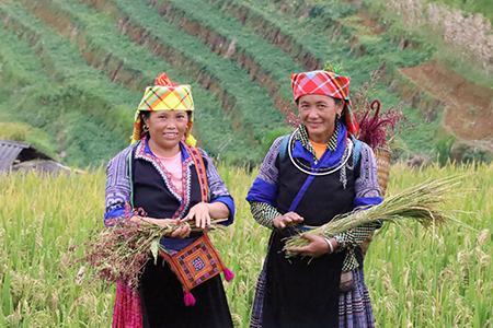 Về Mù Cang Chải ngắm mùa vàng