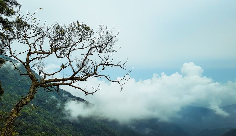 Nghỉ Tết Nguyên đán: “Săn” mây Tam Đảo, ngắm cải Mộc Châu