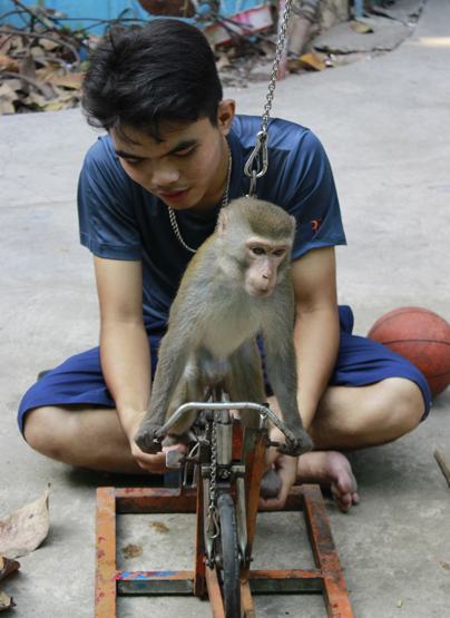 Dạy khỉ làm trò