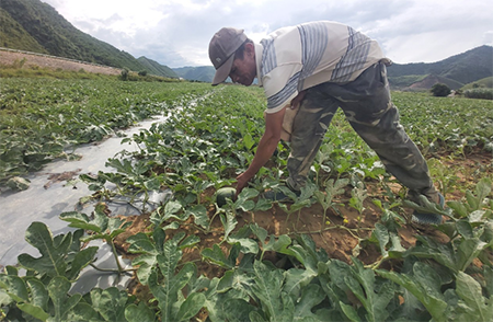 Nông dân chuyển đổi cây trồng mang lại hiệu quả cao