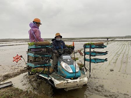 Lúa hữu cơ nảy mầm trên “chảo lửa, túi bom”