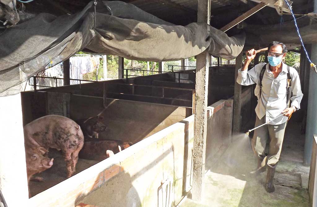 Chủ động phòng, chống dịch bệnh gia súc, gia cầm dịp Tết