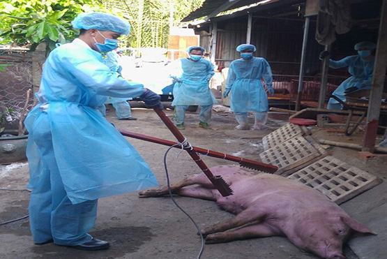 TP.HCM: Phát hiện đàn heo nhiễm dịch tả heo châu Phi