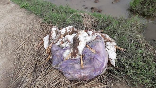 Vịt chết do nhiễm bệnh cúm A/H5N6 /// Ảnh Chi cục chăn nuôi và Thú y tỉnh Thái Bình