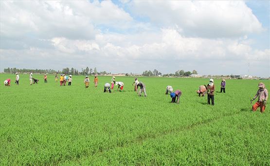 “Giải cứu” ĐBSCL khỏi thiên tai: Không khuyến khích nông dân trồng lúa 3 vụ