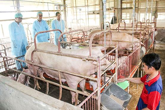 Bình ổn giá thịt heo trong dịp Tết