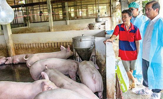 Cần Thơ: Có thể thiếu nguồn cung thịt lợn cho thị trường Tết