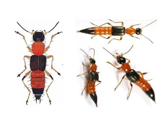 Kiến ba khoang “tấn công” người dân