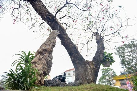 Chiêm ngưỡng cây đào dáng “rồng bay lên trời” giá trăm triệu