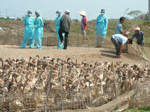 64 ổ dịch cúm gia cầm ở 16 tỉnh, thành