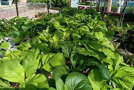 Trải nghiệm trồng rau để hiểu giá trị sức lao động