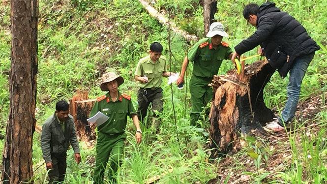 Lâm tặc chặt hạ hàng loạt cây thông 3 lá