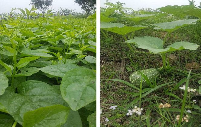 Ăn bao nhiêu rau thì đủ?